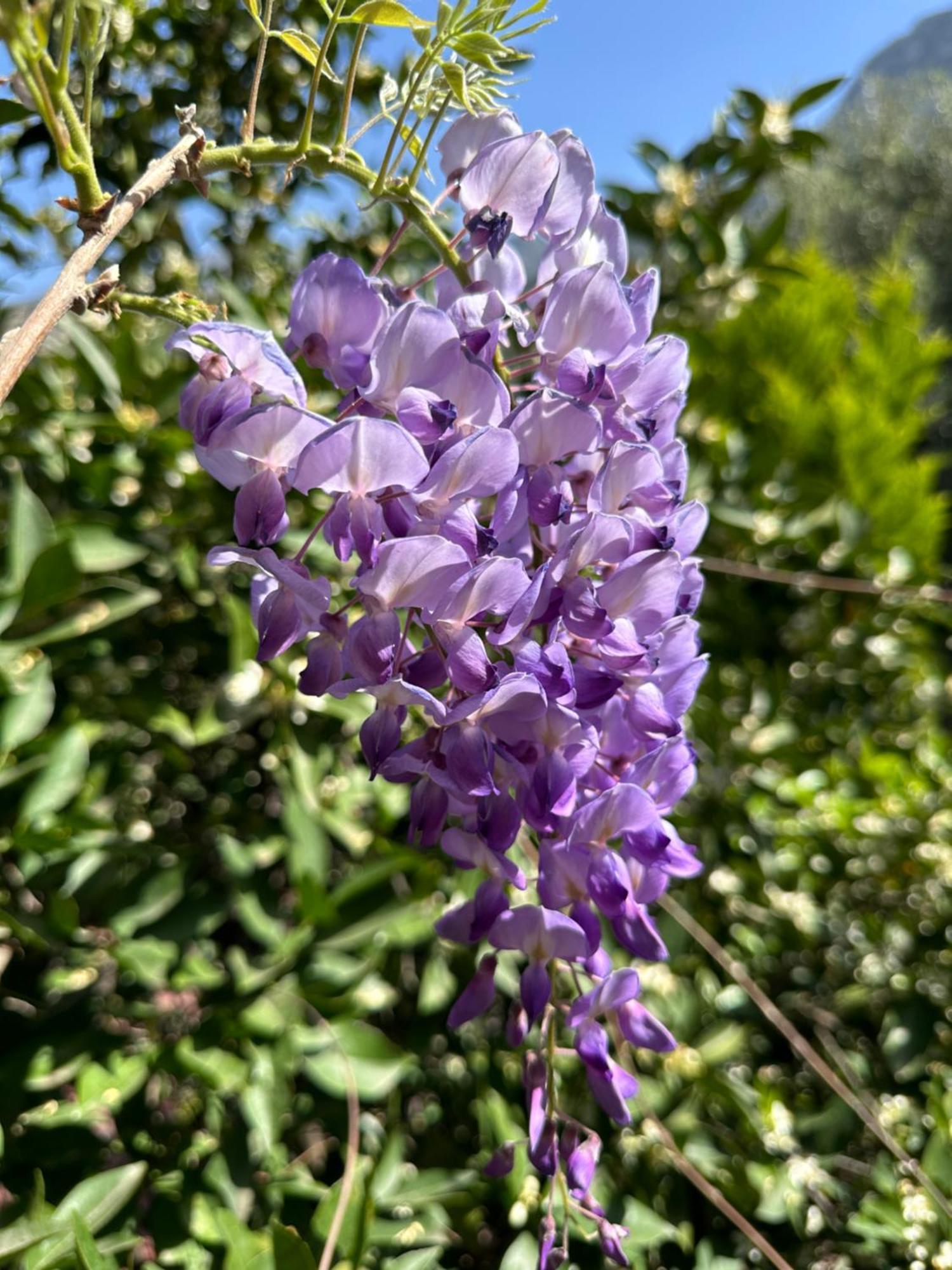 Appartamento Faralya Misafir Evi Esterno foto